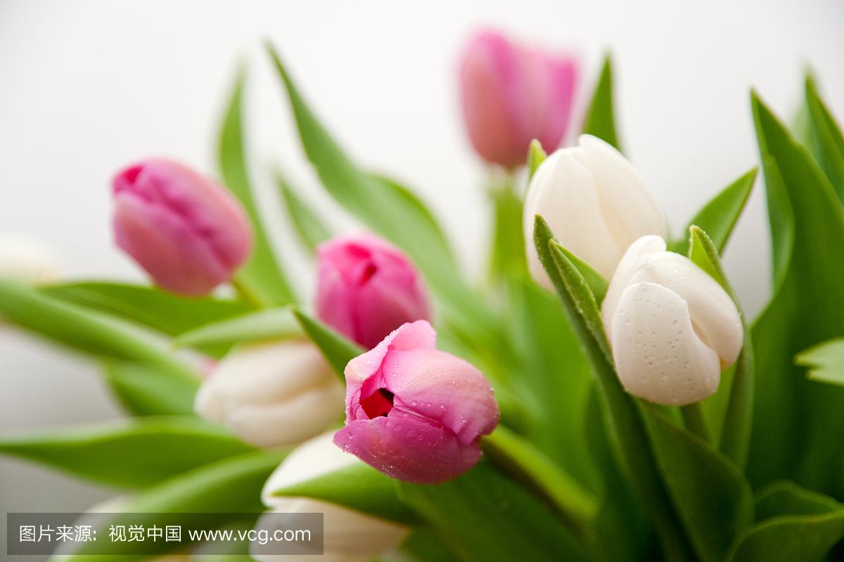 用郁金香表白语录,关于郁金香表白的浪漫句子