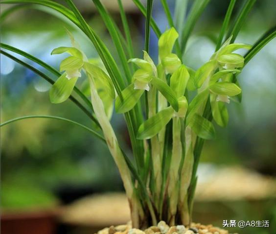 春兰张荷素兰花介绍,每日一品中国兰花春兰