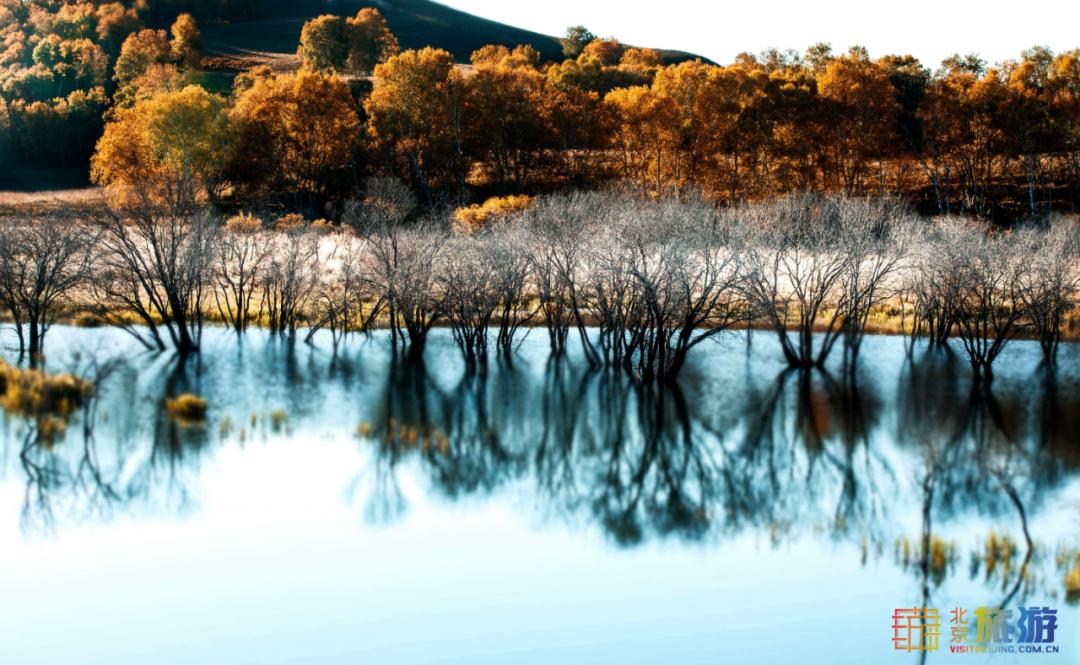 一到秋天,这里就美成了金色天堂!全世界独一份!
