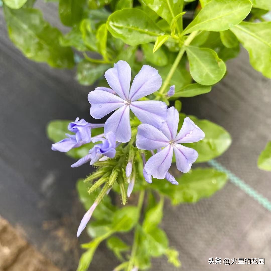 夏天植物闷根咋办,盆栽闷根怎样处理