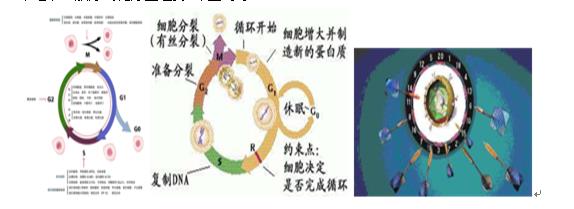 抗肿瘤药,直接影响DNA结构和功能的药物