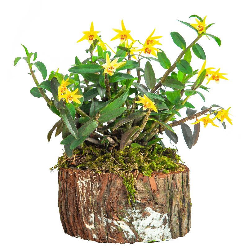 石斛兰的正确养护方法,石斛兰养护的小技巧