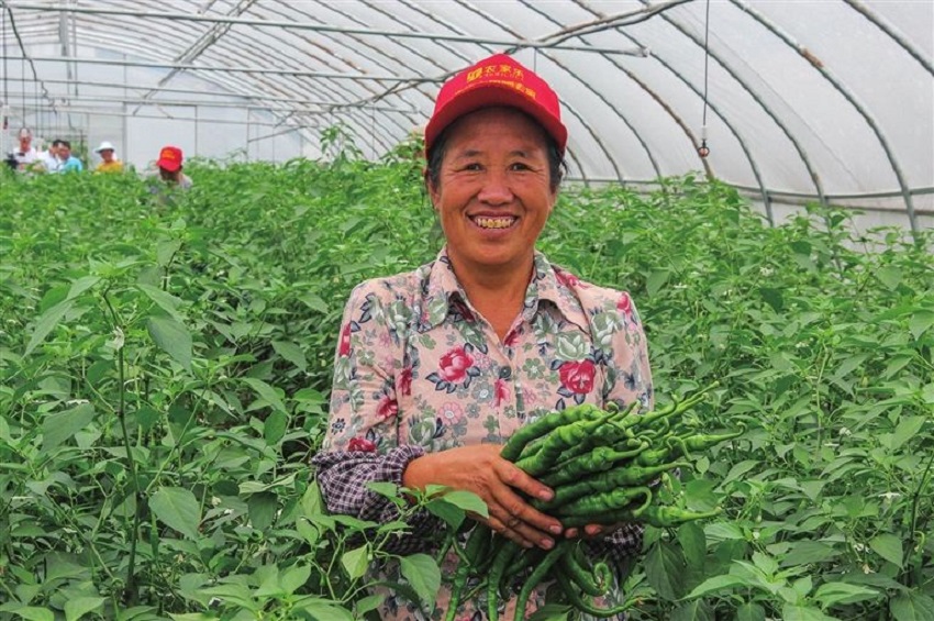 夏季大棚辣椒种植的方法与技术,温室辣椒高产高效施肥技术