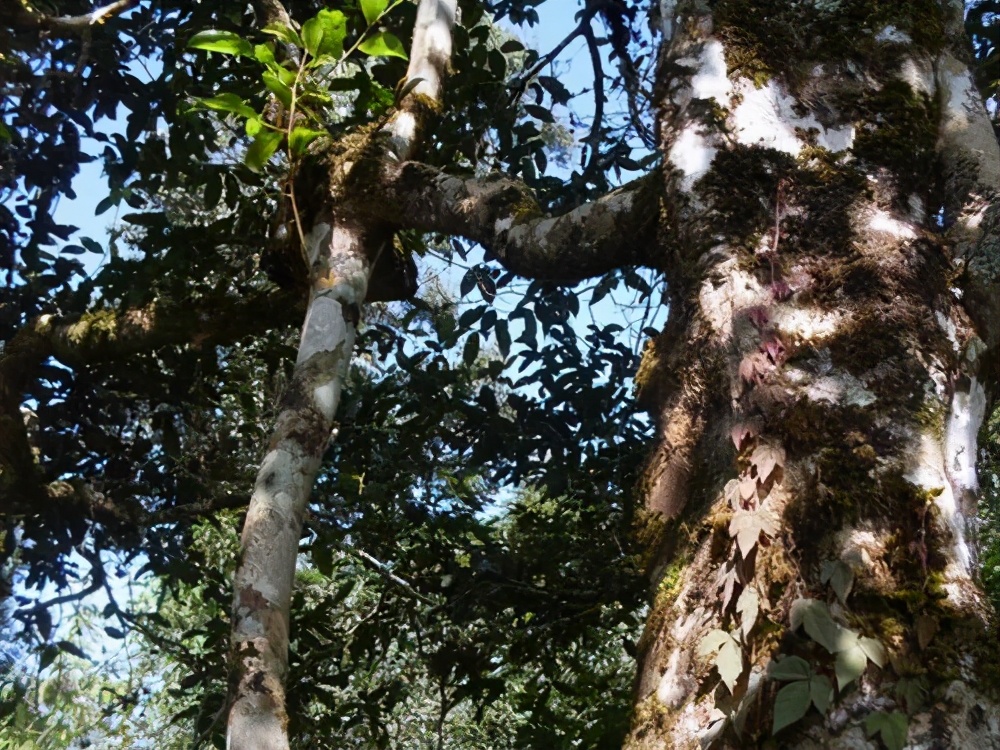 云南普洱茶十大名茶排名一览表,云南普洱茶十大名茶排行榜