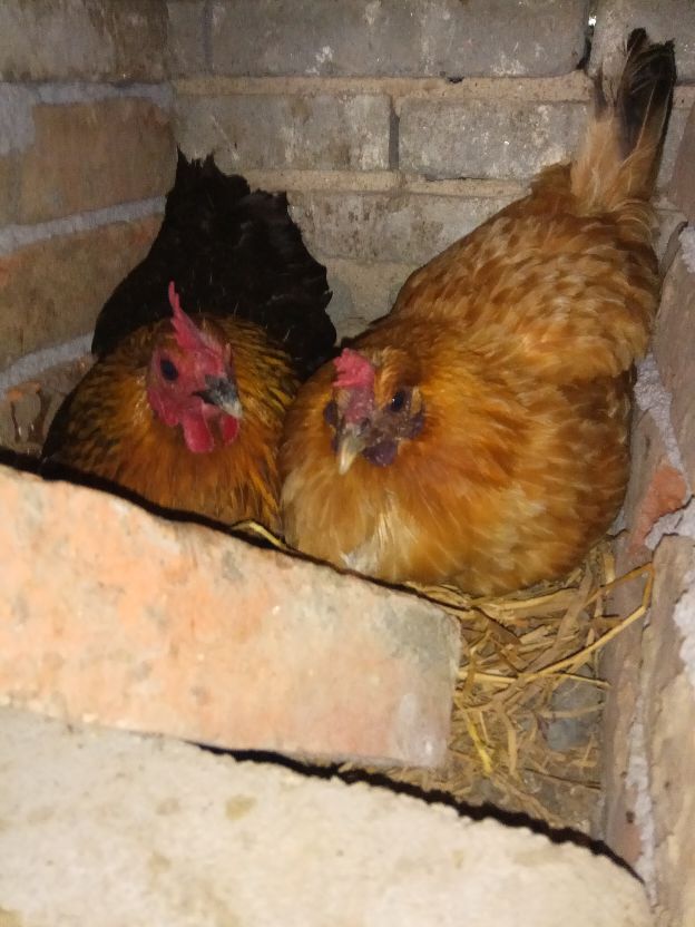 返乡创业农村生活现实记,农村生活与创业之路欢迎进来交流