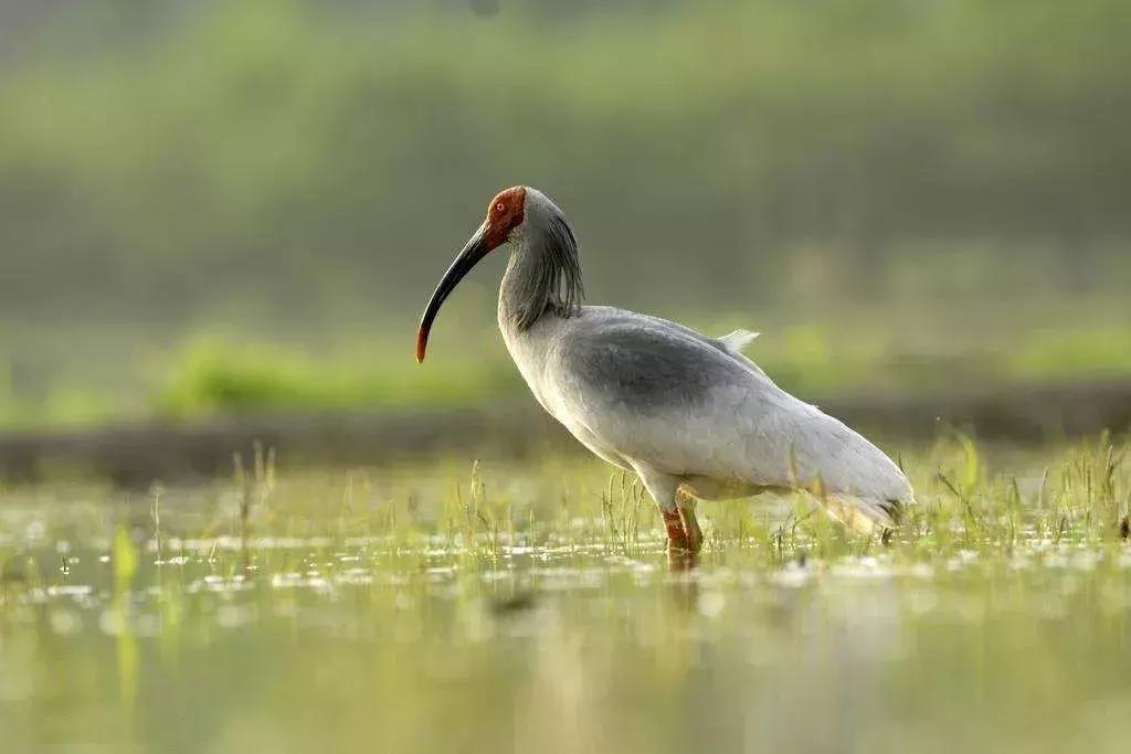 保护朱鹮,朱鹮自然保护区有利条件