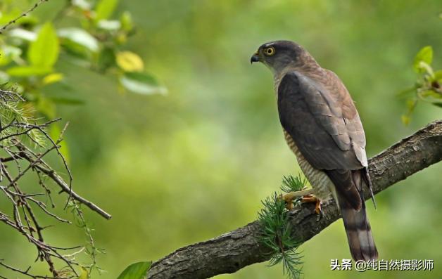 日本松雀鹰百科,日本松雀鹰年龄