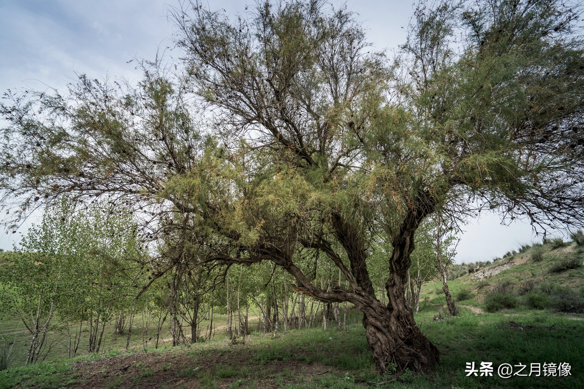 闈栬竟澶ф紶,闈栬竟澶ф紶椋庡厜