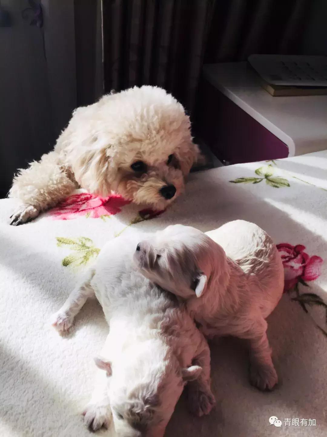 鱼丸小姐的狗年狗事儿︱青眼有加