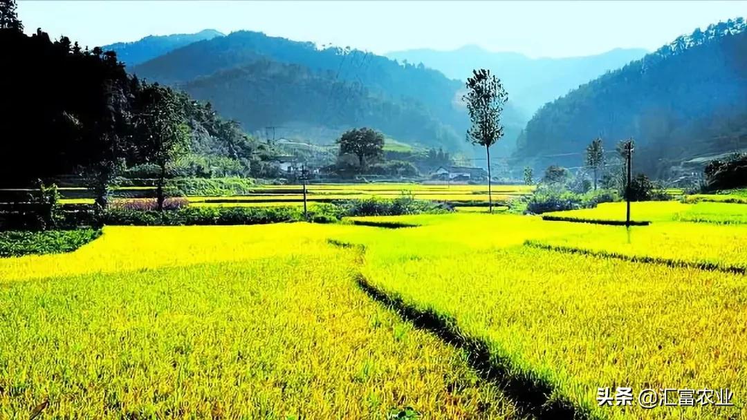 现在投资农业还有前景吗,投资农业的8大忠告