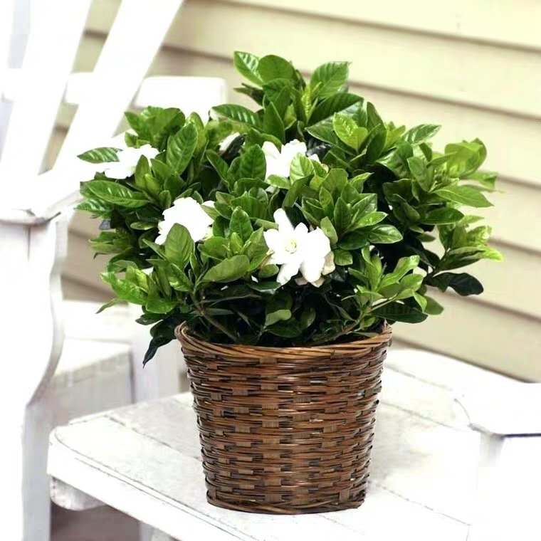 栀子花浇水太勤了怎么办,新买带花苞的栀子花用浇水吗