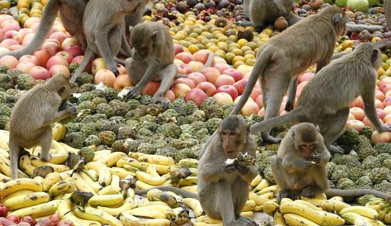 泰国一桌水果大餐,泰国数百只猴子无人喂食饥饿难耐