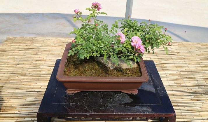 紫薇盆景好养吗耐寒吗,紫薇盆景有观赏性吗