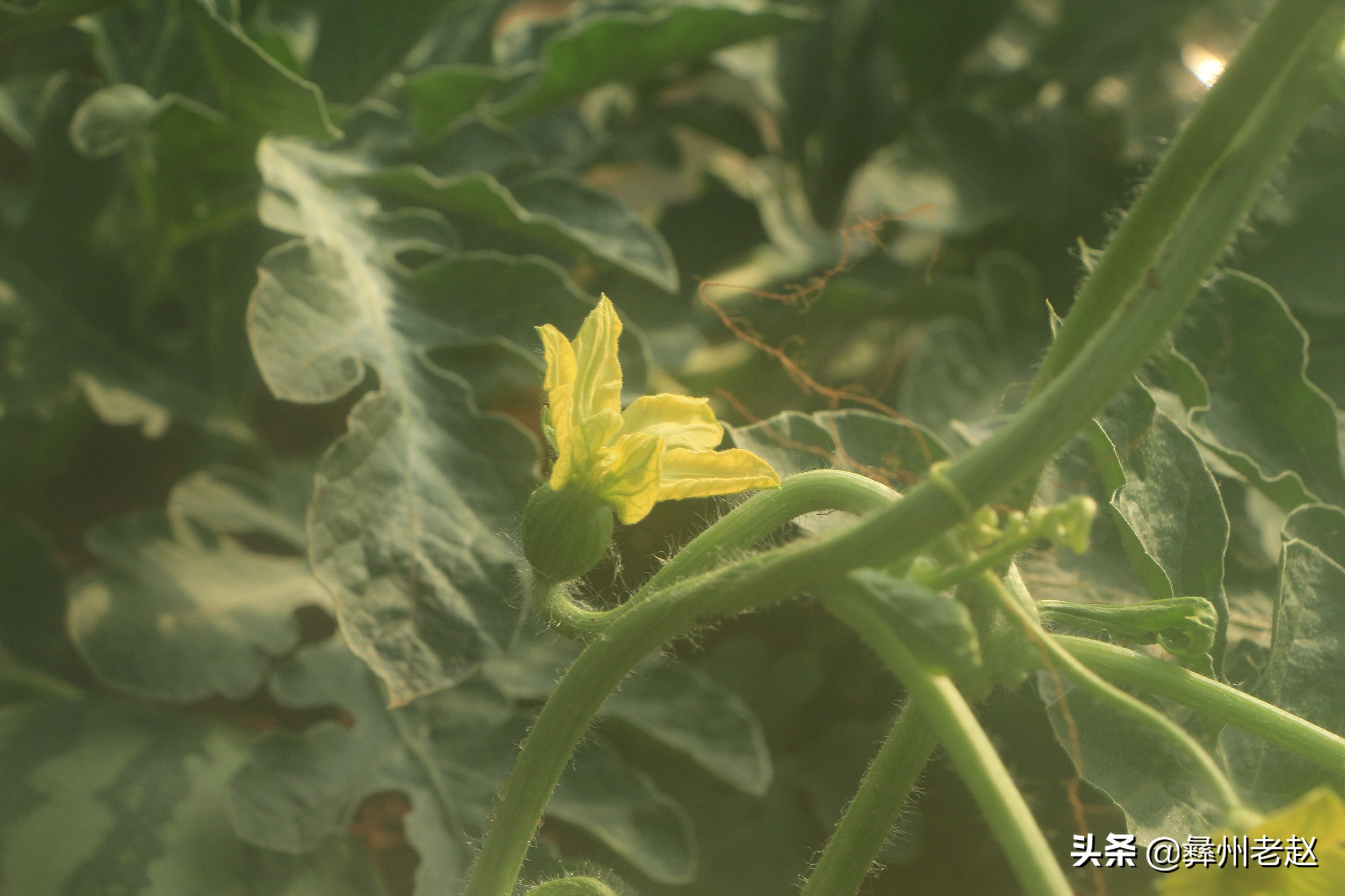 西瓜滞销的解决方法,西瓜卖不出去了怎么办