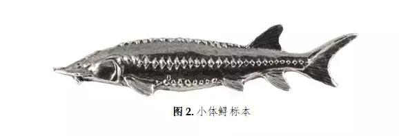 华大海洋合作发表全球首个鲟鱼基因组草图