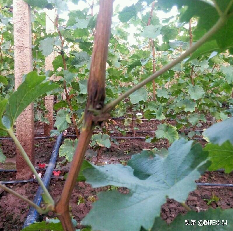 阳光玫瑰葡萄白腐病与霜霉病区别,葡萄溃疡病与白腐病有什么区别