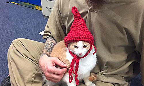 当你开始养猫的时候你就懂了人性,养猫可通人性