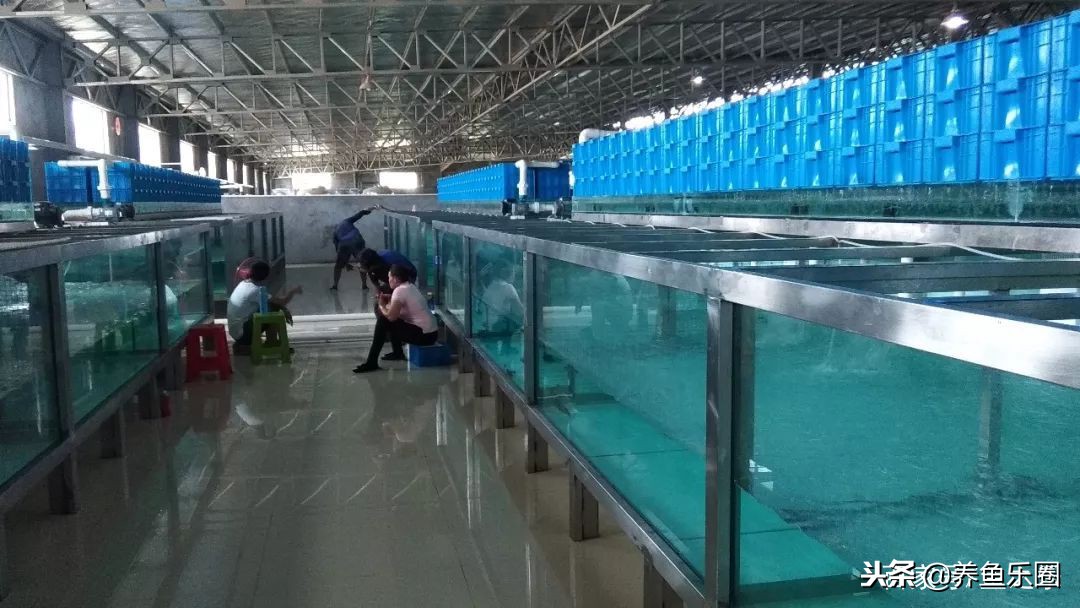 这位土豪家的渔场，光滤材就花了500多万，你确定不要见识一下？