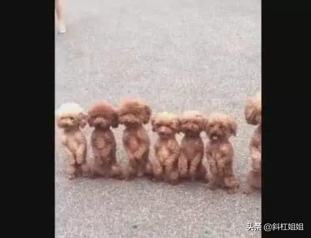 泰迪被迫训练视频,泰迪被训练成一直站着