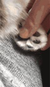 便宜猫抓板有什么危害,做猫抓板和猫爬架