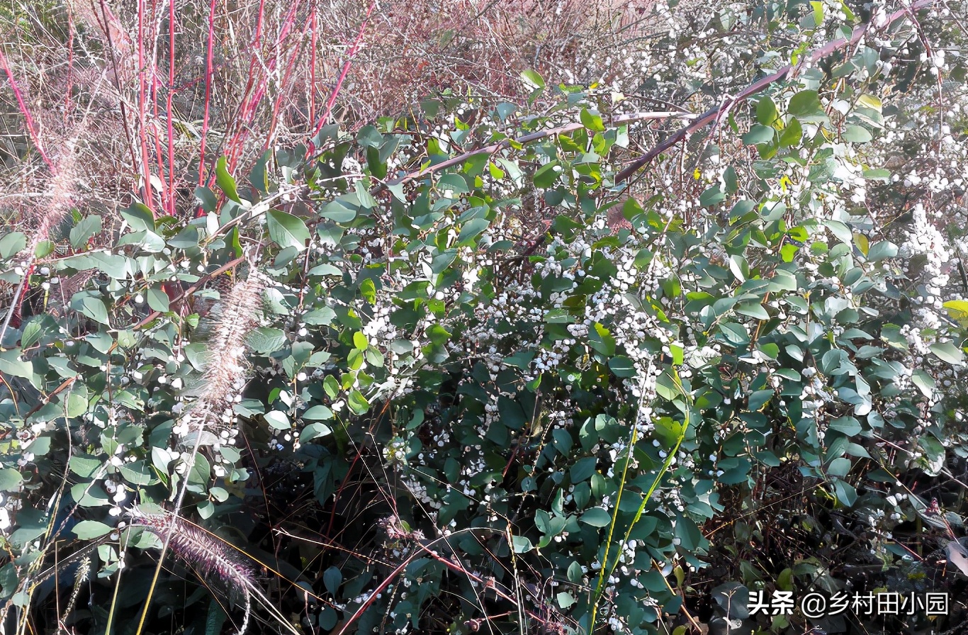 爆米花的药用价值,爆米花有没有药用价值