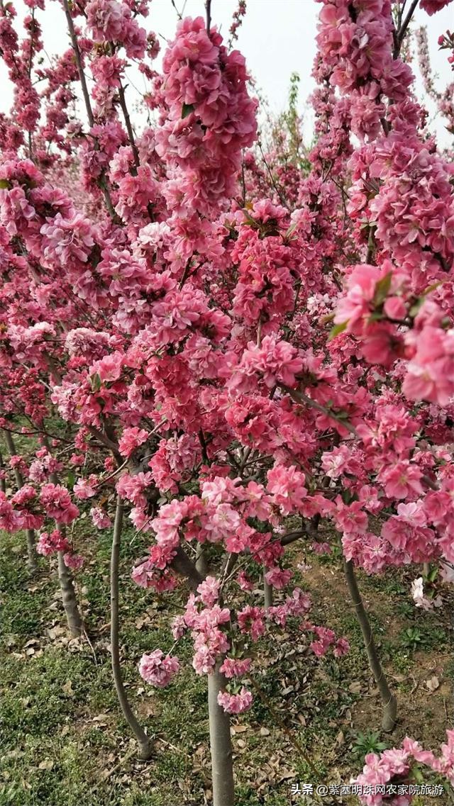 平度苗木基地桃树苗,山东日照苗木种植基地桃树苗