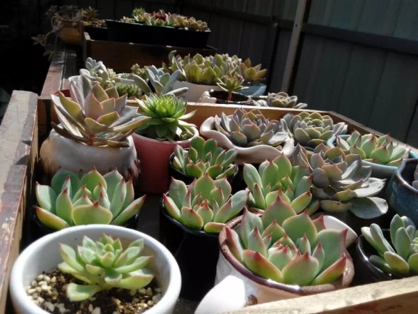 适合栽在庭院的多肉,庭院地栽多肉设计