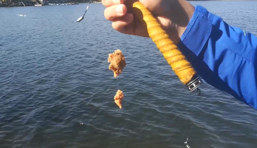 黑坑钓罗非鱼攻略技巧值得一看,黑坑钓罗非没口怎么应对