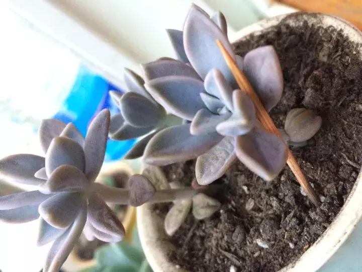 多肉求救信号有哪些,冬天多肉防寒知识