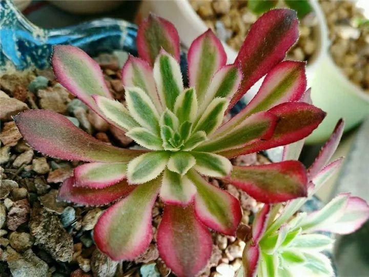 100种常见多肉的养法图片大全,60种好度夏的多肉植物