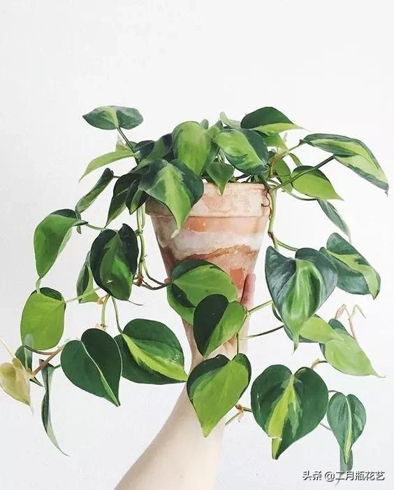 发财树死了吊兰长得挺好,绿萝发财树救活方法