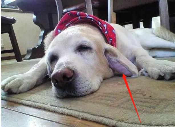 小狗耳朵被咬了个洞能自愈吗,狗狗耳朵血肿的症状及诊断治疗