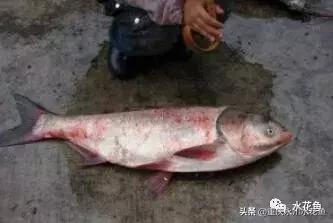 鱼出血病的防与治,鱼类出血性疾病