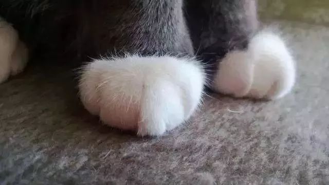猫咪的脚毛怎么处理,猫咪脚毛不剃会怎么样