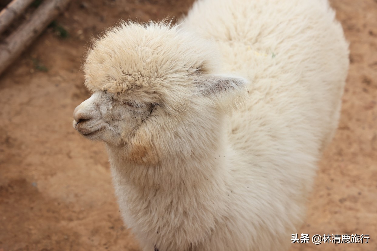 郑州登山景区,郑州看小鹿的景区有哪些