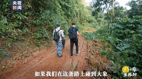 遇到野象攻击,遇到野象为什么要下车