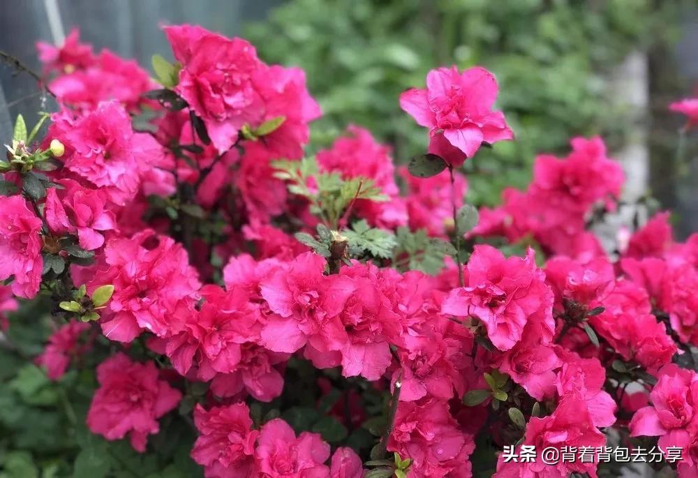 贵州十大必去旅游景点,贵州十大必玩景点