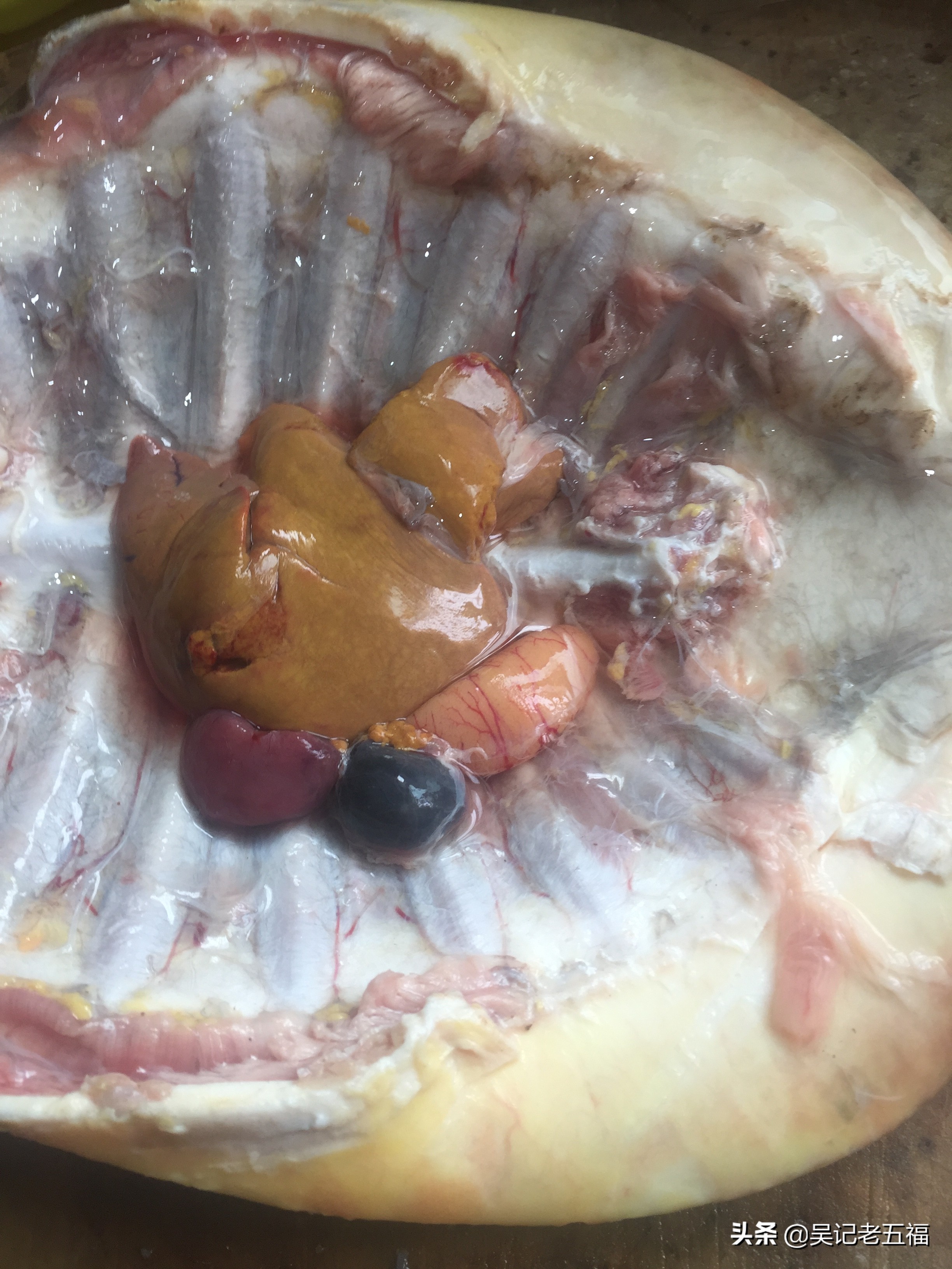 甲鱼排骨做法红烧,大师的菜红烧甲鱼