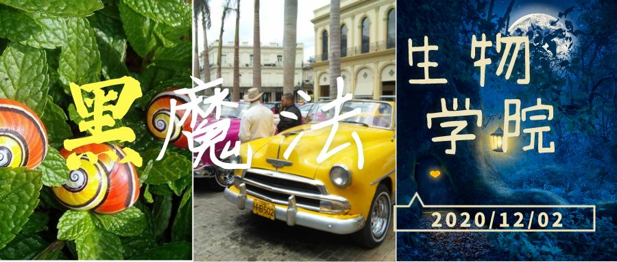 古巴蜗牛创意美术,古巴岛彩色蜗牛