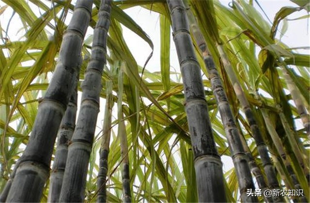 甘蔗种植技术及管理方法,2.5米行距甘蔗种植产量如何