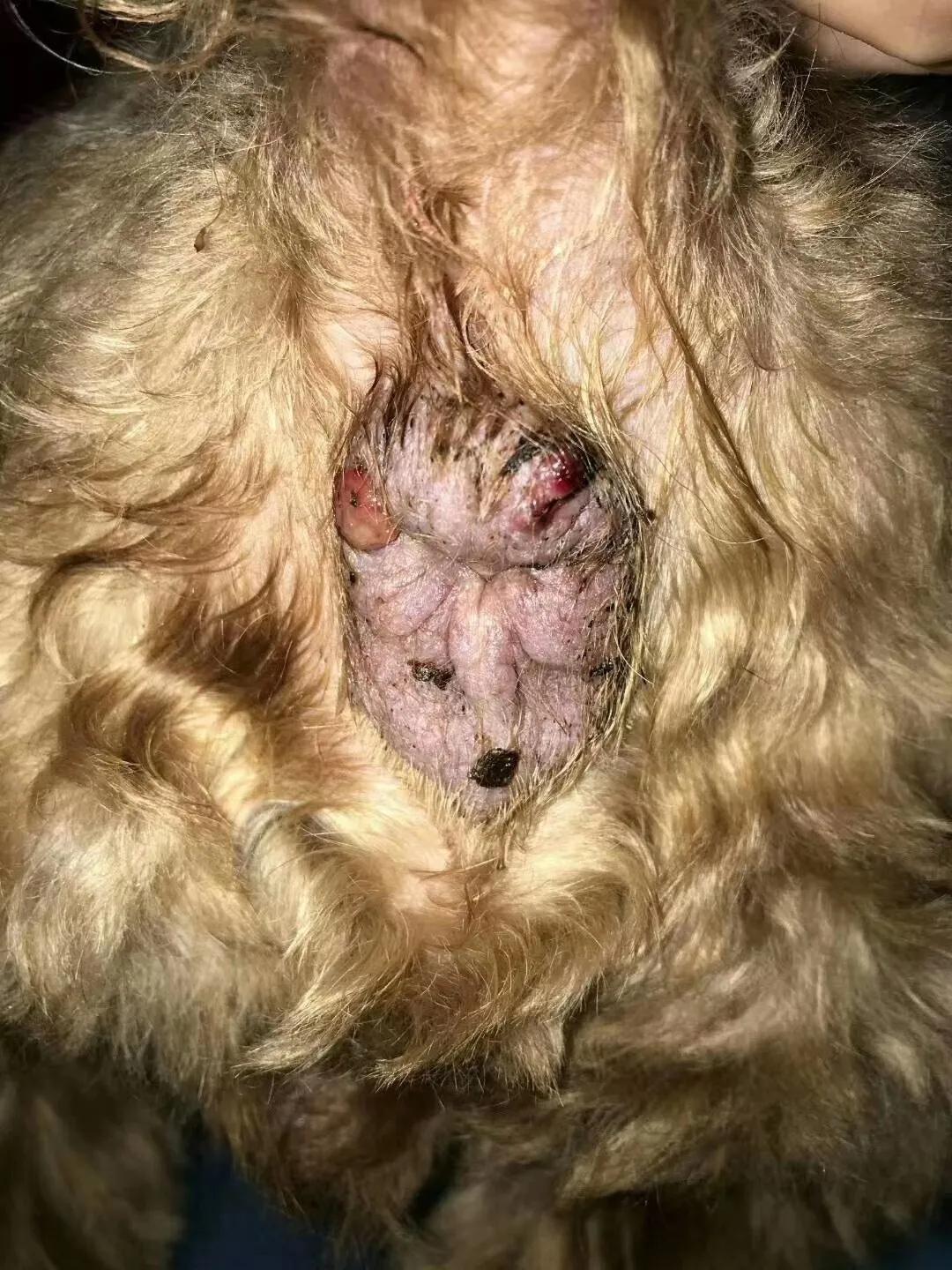 有苦难言的肛门问题，作为家长你了解吗