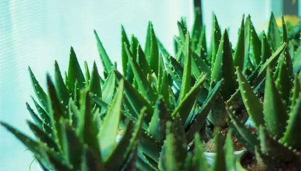 养芦荟用什么盆最好,在家里养芦荟居然有这么多好处