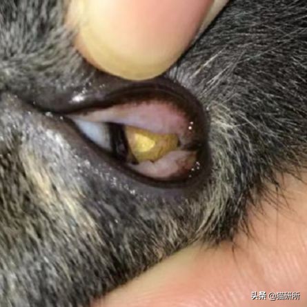 每天15分钟,医生手把手教你做17项猫咪全身检查