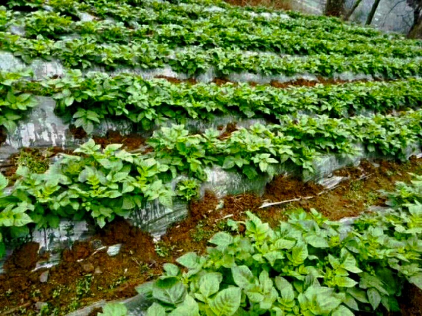 马铃薯地膜早熟栽培技术,种植马铃薯盖地膜有什么好处