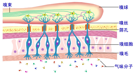 一般人绝对想不到,身体上的毛有哪几种