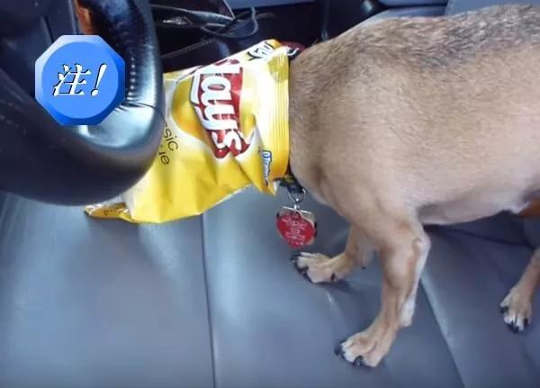 对猫有毒的植物气味也不能闻吗,对猫有毒的食物