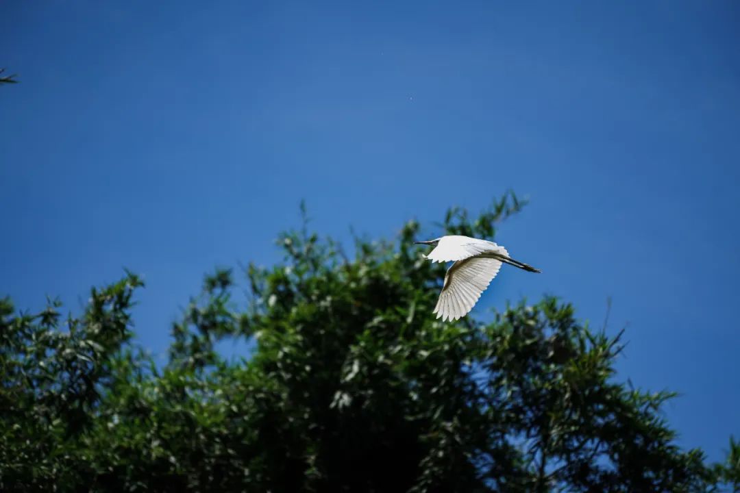 吴彦祖拍的劲爆电影,吴彦祖最新片