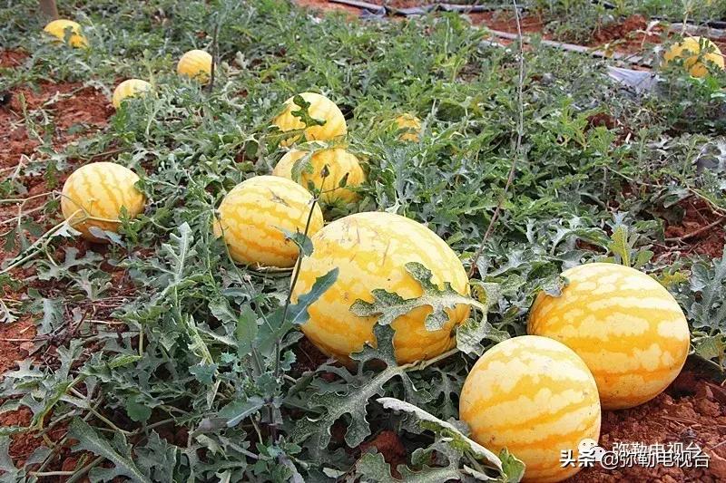 弥勒千亩西瓜熟了!黄心瓜、红心瓜、小香瓜…你喜欢哪种?