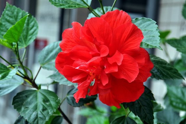 哪三种花不要轻易送人,家里有四种花不能送人