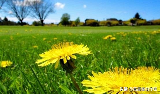 野花进房家破人亡是迷信还是谎言,为什么古人说野花进房家破人亡